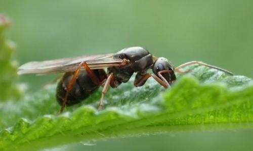 Réf. 210 627 : Formica sp.